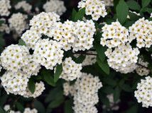 Gäddans Samfällighet